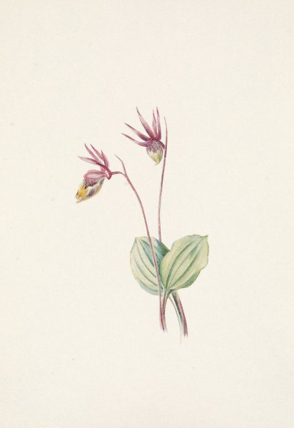 Calypso. Cytherea bulbosa  by Mary Vaux Walcott - Hand-Painted Oil Painting Reproduction