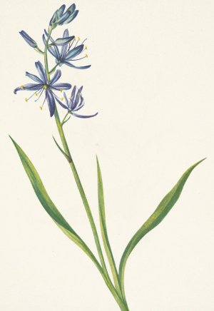 Camas. Quamasia quamash by Mary Vaux Walcott Oil Painting