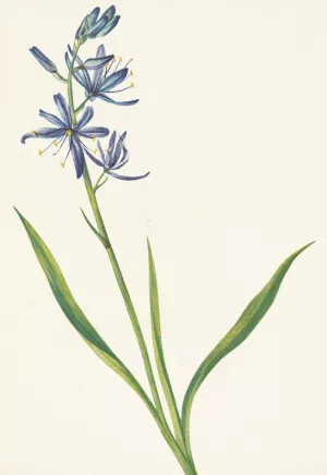 Camas. Quamasia quamash by Mary Vaux Walcott Oil Painting