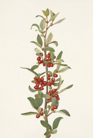 Canada Buffaloberry. Lepargyrea canadensis by Mary Vaux Walcott Oil Painting