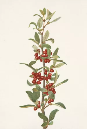 Canada Buffaloberry. Lepargyrea canadensis by Mary Vaux Walcott Oil Painting
