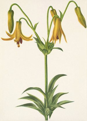 Canada Lily. Lilium canadense by Mary Vaux Walcott Oil Painting