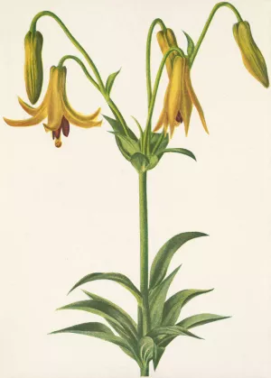 Canada Lily. Lilium canadense by Mary Vaux Walcott Oil Painting