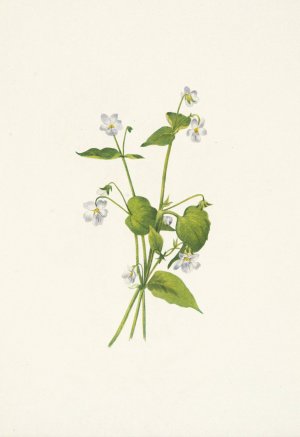 Canada Violet. Viola canadensis by Mary Vaux Walcott Oil Painting