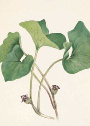 Canada Wildginger. Asarum canadense by Mary Vaux Walcott Oil Painting