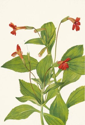 Cardinal Monkeyflower. Mimulus cardinalis by Mary Vaux Walcott Oil Painting