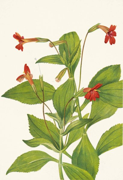 Cardinal Monkeyflower. Mimulus cardinalis  by Mary Vaux Walcott - Hand-Painted Oil Painting Reproduction
