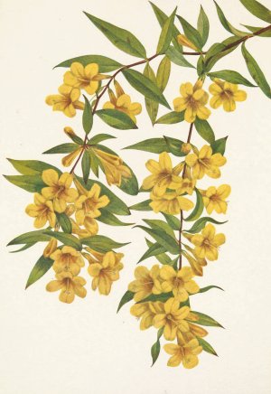 Carolina Jessamine. Gelsemium sempervirens by Mary Vaux Walcott Oil Painting