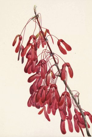 Carolina Maple. Acer carolinianum by Mary Vaux Walcott Oil Painting
