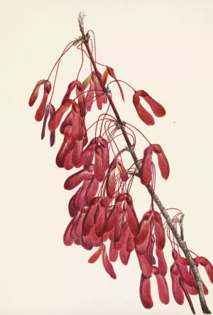 Carolina Maple. Acer carolinianum by Mary Vaux Walcott Oil Painting