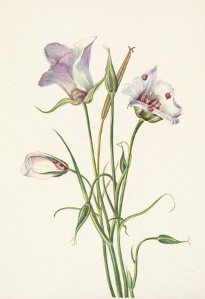 Catalina Mariposa. Calochortus catalinae by Mary Vaux Walcott Oil Painting