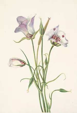 Catalina Mariposa. Calochortus catalinae by Mary Vaux Walcott Oil Painting