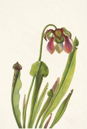 Catesby Pitcherplant. Sarracenia catesbaei by Mary Vaux Walcott Oil Painting