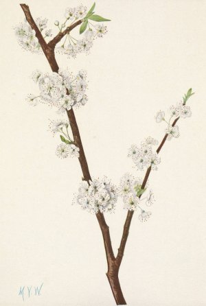 Chickasaw Plum. Prunus angustifolia by Mary Vaux Walcott Oil Painting