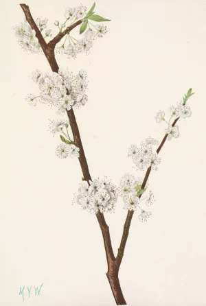 Chickasaw Plum. Prunus angustifolia Oil painting by Mary Vaux Walcott