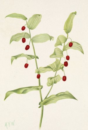 Clasping Twistedstalk. Streptopus amplexifolius by Mary Vaux Walcott Oil Painting