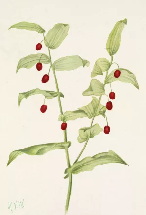 Clasping Twistedstalk. Streptopus amplexifolius Oil painting by Mary Vaux Walcott