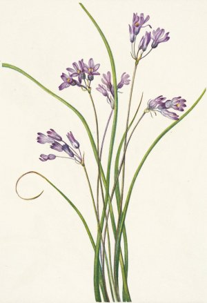 Clusterlily. Hookera pauciflora by Mary Vaux Walcott Oil Painting