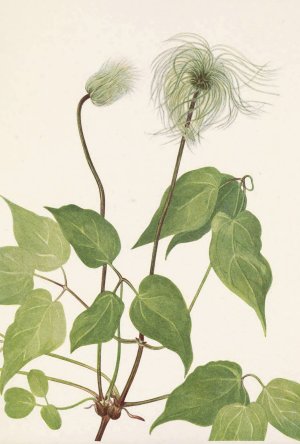 Columbia Clematis by Mary Vaux Walcott Oil Painting