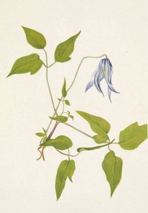 Columbia Clematis by Mary Vaux Walcott Oil Painting