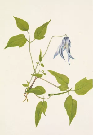 Columbia Clematis by Mary Vaux Walcott Oil Painting