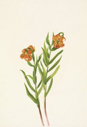Columbia Lily. Lilium columbianum by Mary Vaux Walcott Oil Painting
