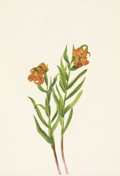 Columbia Lily. Lilium columbianum  by Mary Vaux Walcott - Hand-Painted Oil Painting Reproduction