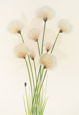 Cottongrass Oil painting by Mary Vaux Walcott