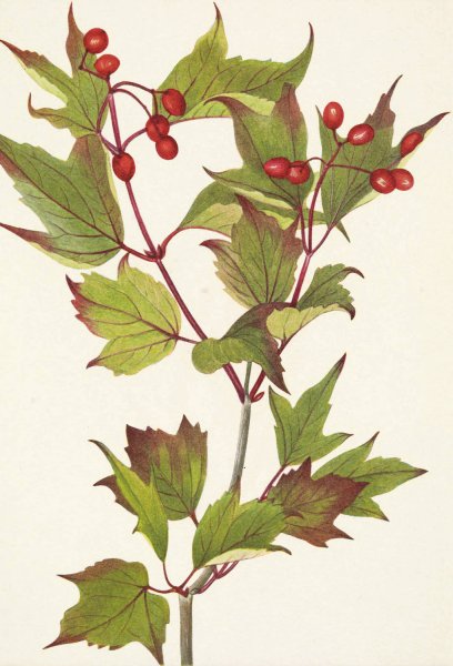 Cranberrybush. Viburnum pauciflorum  by Mary Vaux Walcott - Hand-Painted Oil Painting Reproduction