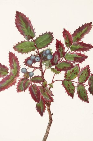 Creeping Hollygrape by Mary Vaux Walcott Oil Painting