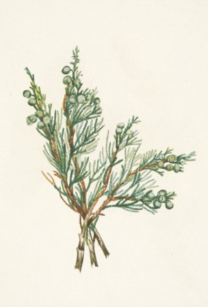 Creeping Juniper. Juniperus horizontalis by Mary Vaux Walcott Oil Painting