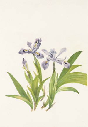Crested Iris by Mary Vaux Walcott Oil Painting