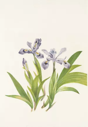 Crested Iris by Mary Vaux Walcott Oil Painting