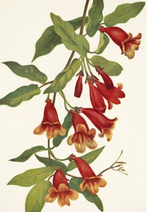 Crossvine. Anisostichus capreolatus by Mary Vaux Walcott Oil Painting