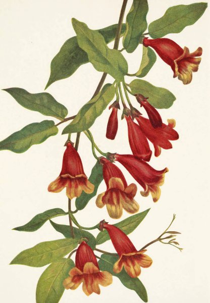 Crossvine. Anisostichus capreolatus  by Mary Vaux Walcott - Hand-Painted Oil Painting Reproduction
