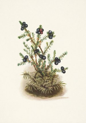 Crowberry. Empetrum nigrum by Mary Vaux Walcott Oil Painting