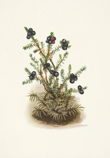 Crowberry. Empetrum nigrum  by Mary Vaux Walcott - Hand-Painted Oil Painting Reproduction