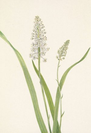 Crowpoison. Chrosperma muscaetoxicum by Mary Vaux Walcott Oil Painting