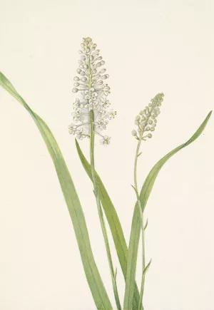 Crowpoison. Chrosperma muscaetoxicum Oil painting by Mary Vaux Walcott