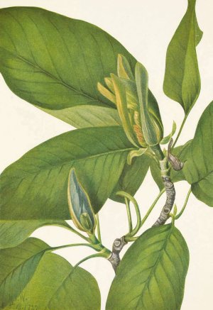 Cucumbertree. Magnolia acuminata by Mary Vaux Walcott Oil Painting