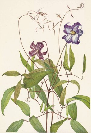 Curly Clematis. Clematis crispa by Mary Vaux Walcott Oil Painting