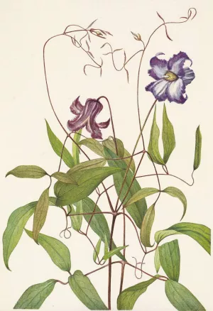 Curly Clematis. Clematis crispa Oil painting by Mary Vaux Walcott