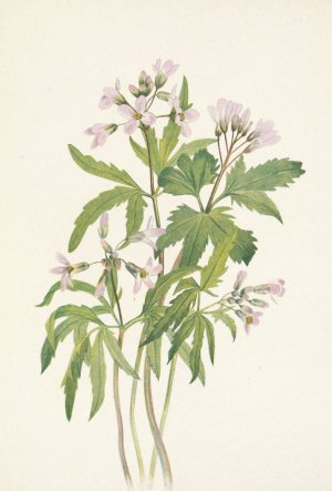 Cut Toothwort. Dentaria laciniata by Mary Vaux Walcott Oil Painting