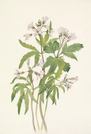Cut Toothwort. Dentaria laciniata by Mary Vaux Walcott Oil Painting