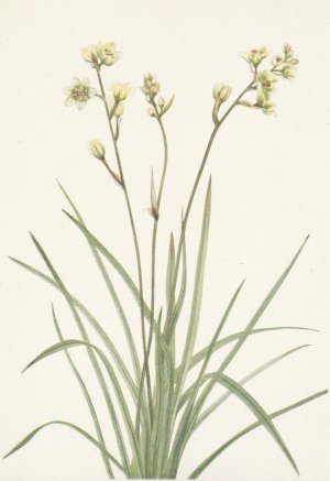 Deathcamas. Zygadenus elegans by Mary Vaux Walcott Oil Painting