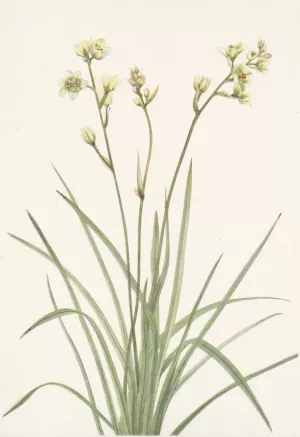Deathcamas. Zygadenus elegans Oil painting by Mary Vaux Walcott