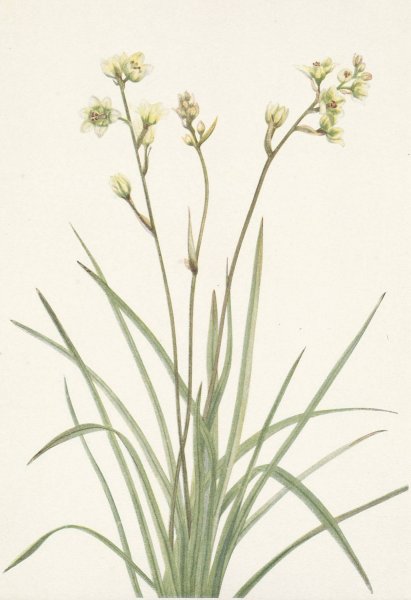 Deathcamas. Zygadenus elegans  by Mary Vaux Walcott - Hand-Painted Oil Painting Reproduction