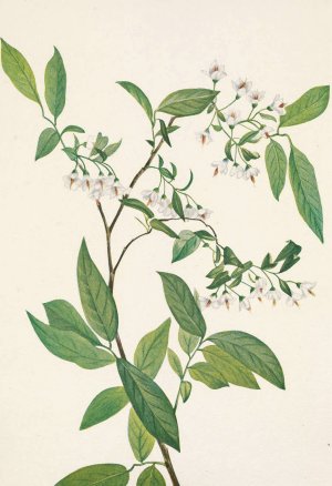 Deerberry. Polycodium stamineum by Mary Vaux Walcott Oil Painting