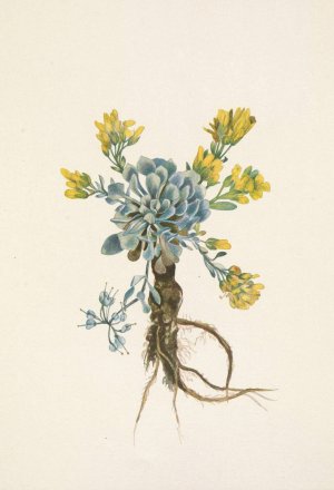 Double Bladderpod by Mary Vaux Walcott Oil Painting