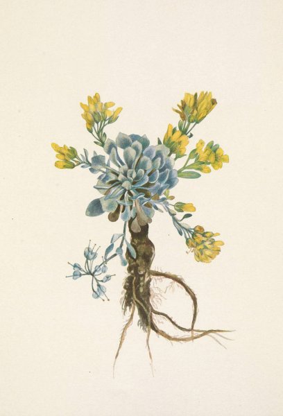 Double Bladderpod  by Mary Vaux Walcott - Hand-Painted Oil Painting Reproduction